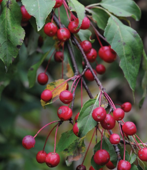 Malus 'Red Jade'