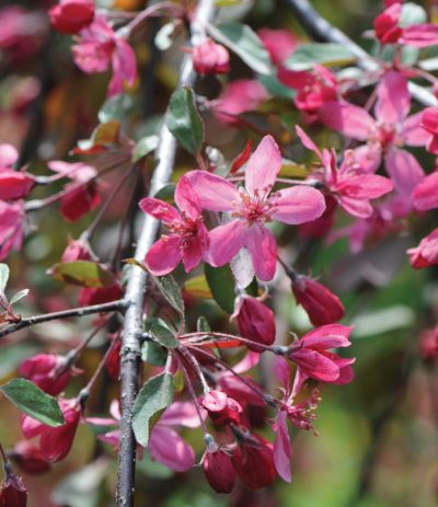 Crabapple 'Royal Beauty'