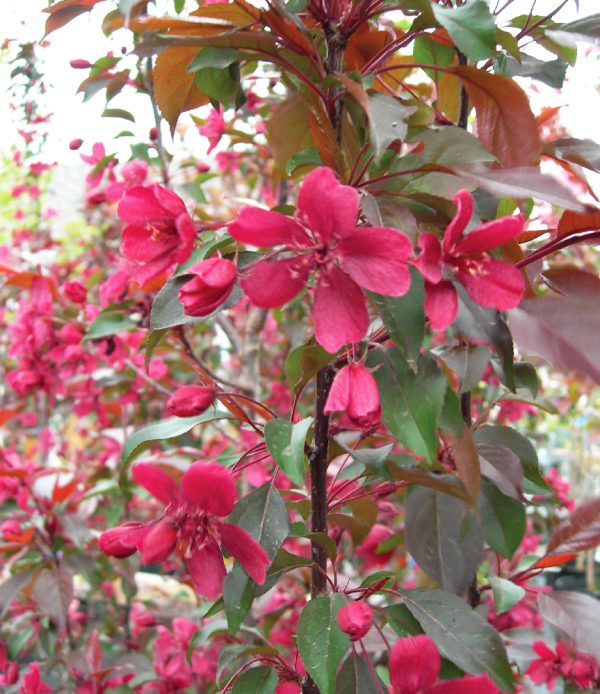 Malus 'Royalty'