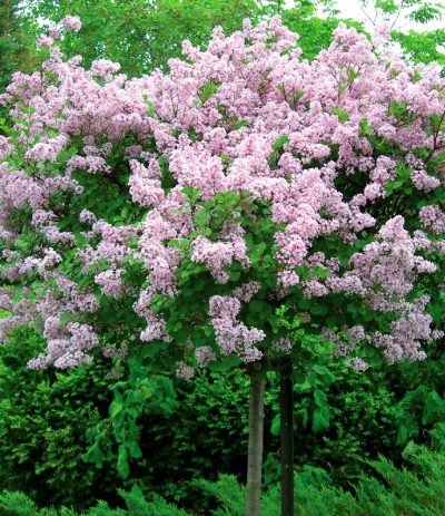 Syringa meyeri 'Palibin' (sur tige)