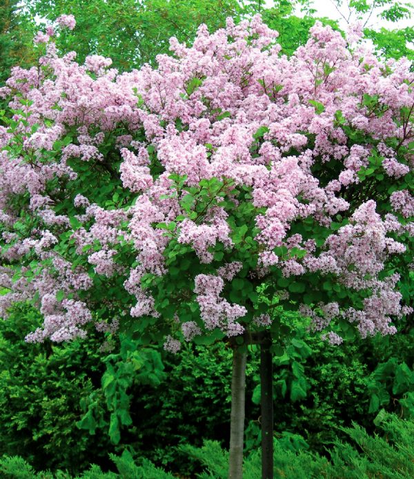 Syringa meyeri 'Palibin' (sur tige)