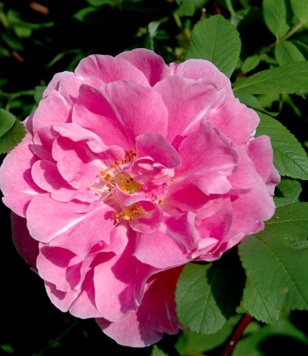 Rosier 'Thérèse Bugnet'