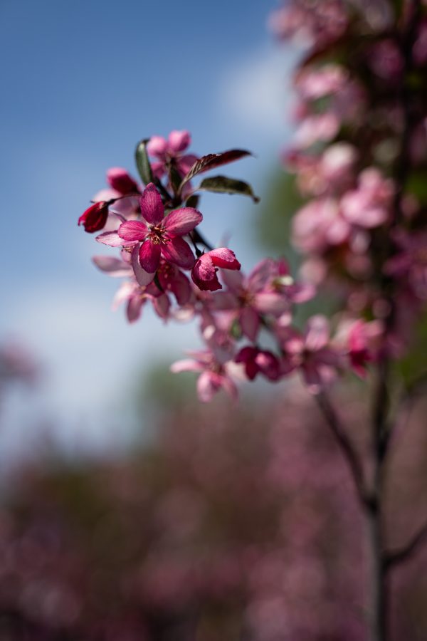 Crabapple