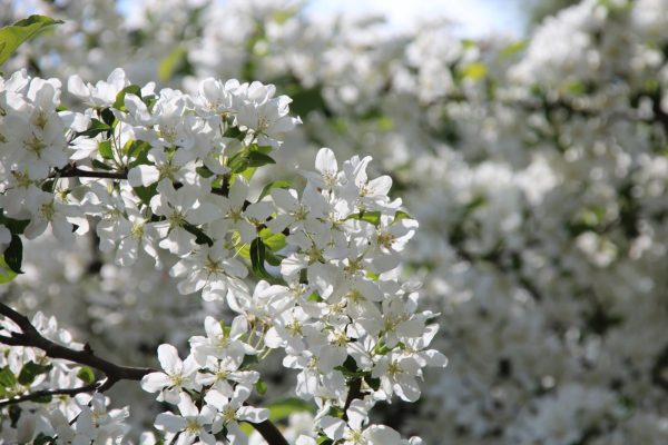 Pommetier de Sibérie 'Columnaris'