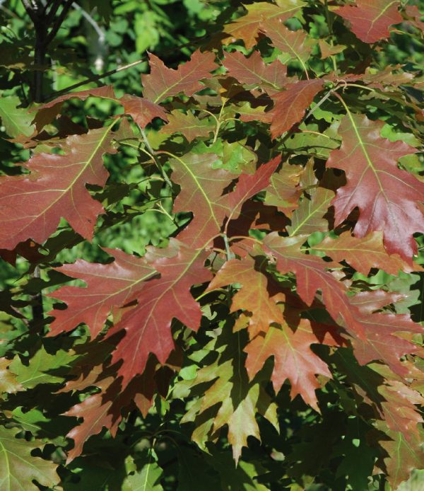 Quercus rubra