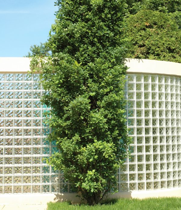 Chêne pédonculé 'Fastigiata'