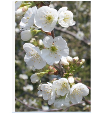 Prunus cerasus 'Montmorency'