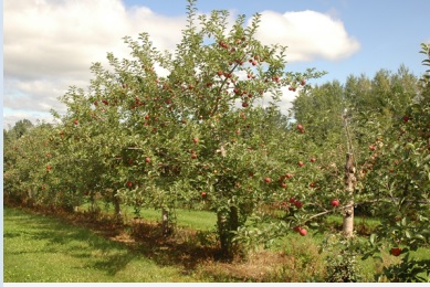 Malus domestica 'Empire'