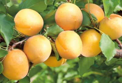 Japanese Plum 'Shiro'