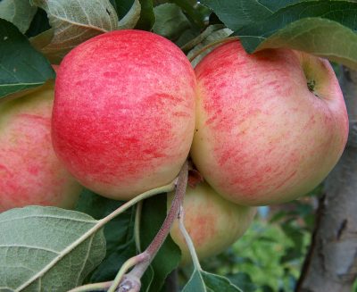 Malus domestica 'Melba'