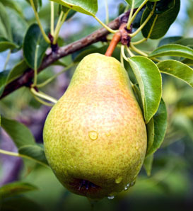 Pyrus communis 'Bartlett'