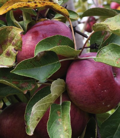 Malus domestica 'Cortland'