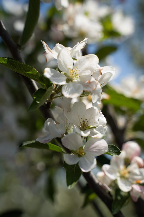 Malus domestica 'Red Delicious'