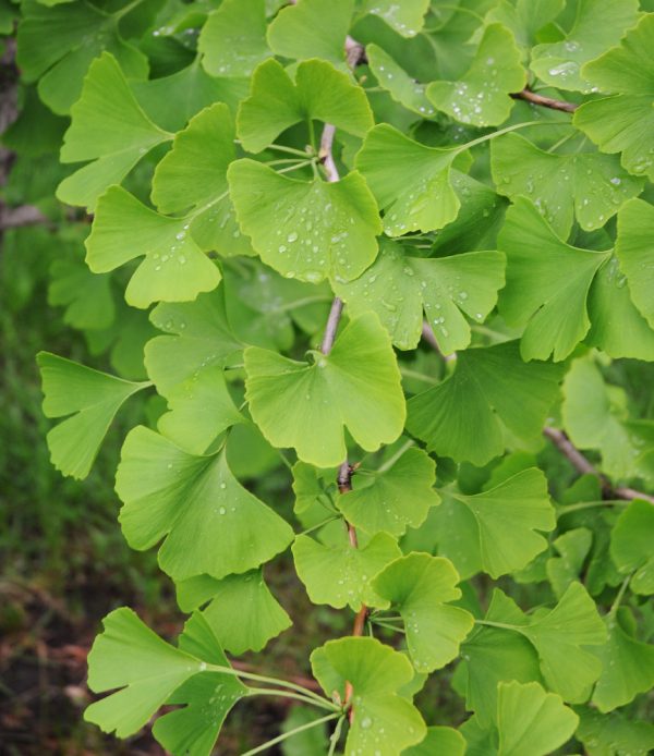 Ginkgo biloba
