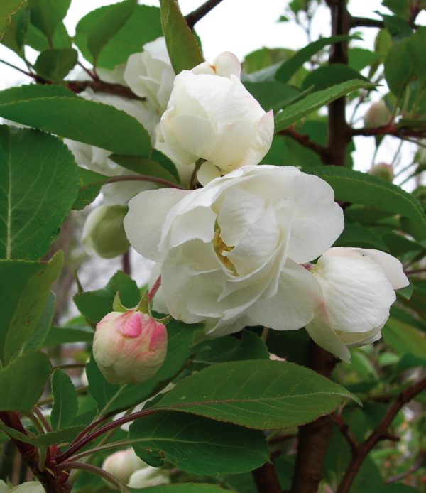 Pommetier 'Madonna'