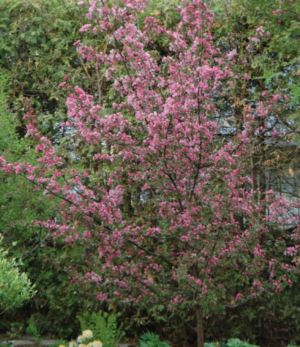 Malus 'Makamik'