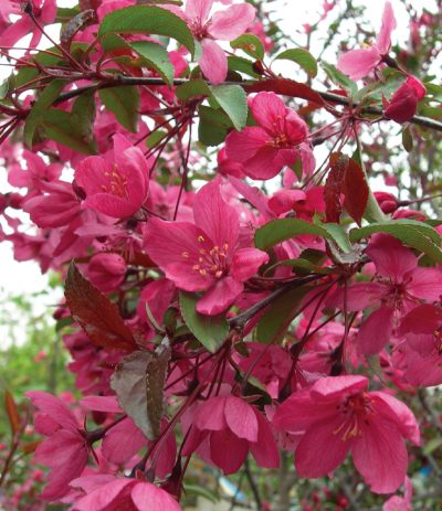 Prairie Fire' Crabapple