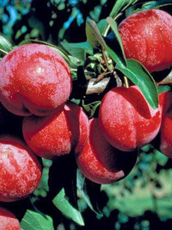 Prunier 'Brookred'