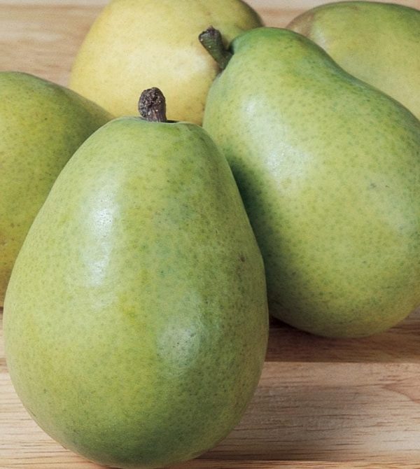 Poirier 'Anjou'