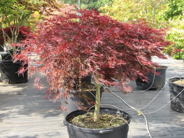 Acer palmatum 'Red Dragon'