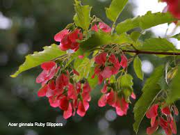 Acer ginnala 'Ruby Slippers'