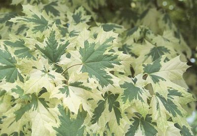 Acer platanoides 'Drummondii'