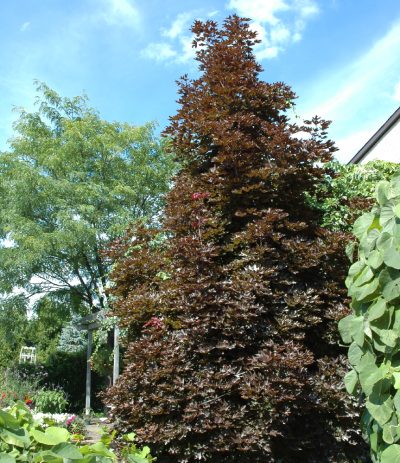 Acer platanoides 'Crimson Sentry'