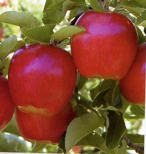 Malus domestica 'Ambrosia'