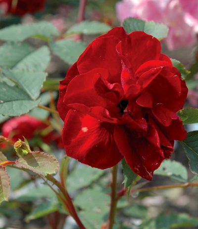 Hope for Humanity' Parkland Rose