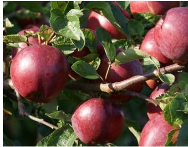 Malus domestica 'Spartan'