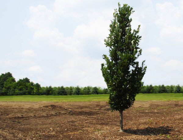 Chêne pédonculé 'Regal Prince'