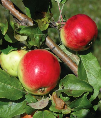 Malus domestica 'Norland'