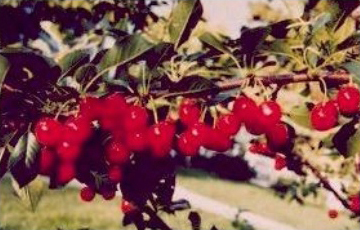 Evans Cherry