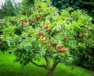 Malus domestica 'Honeycrisp'