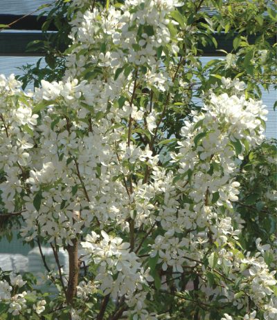 Pommetier 'Spring Snow'