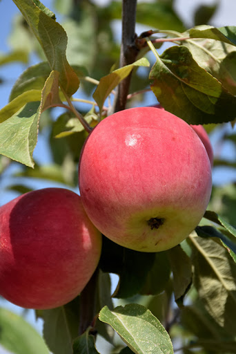 Parkland Apple