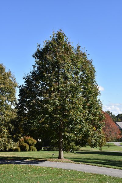 American Linden 'Redmond'