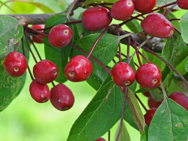 Malus 'Indian Magic'
