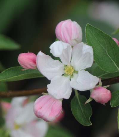 Malus 'Rinki'
