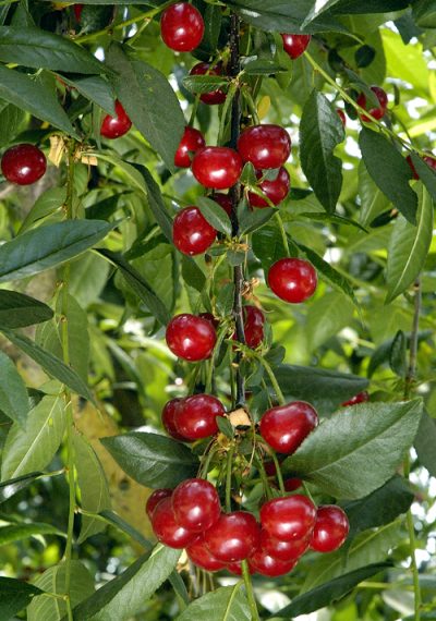 Prunus x 'Northstar'