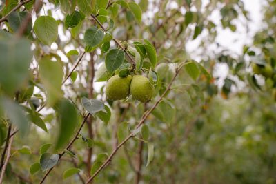 Pyrus communis 'Early Golden'