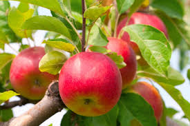 Malus domestica 'Espalier'