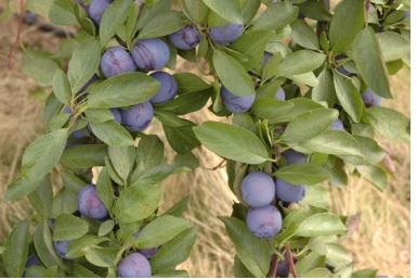 Prunus domestica 'Mont Royal'