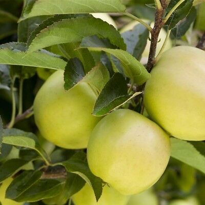 Pommier 'Golden Delicious'