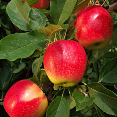Malus domestica 'Red Gala'