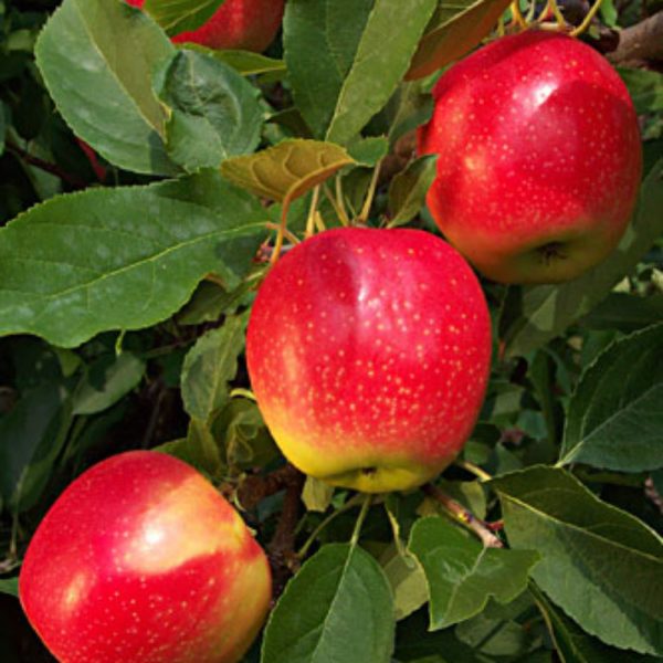 Malus domestica 'Red Gala'