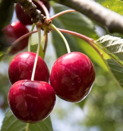 Cerisier 'Lapins'