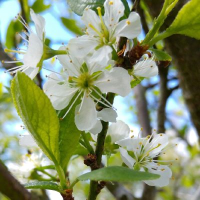 European plum 'Mirabelle'