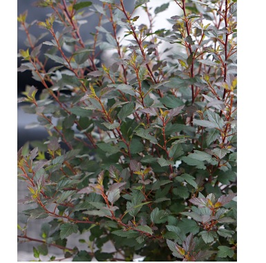 Physocarpe 'Little Devil'