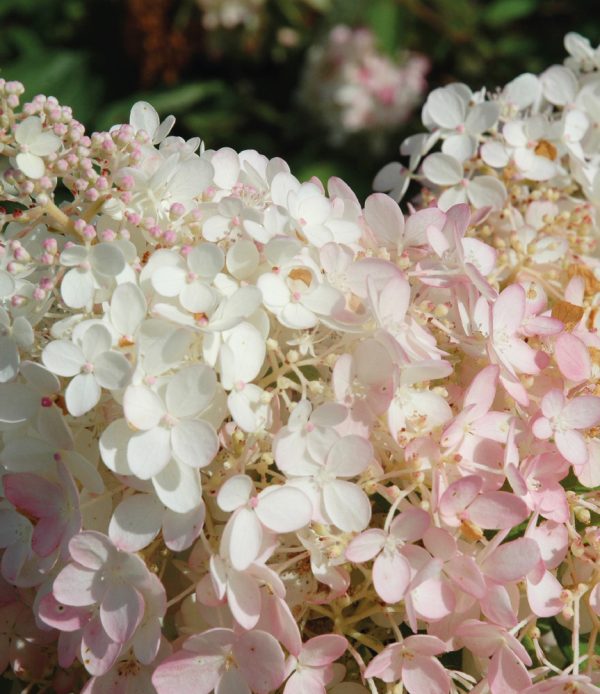 Hydrangea paniculata 'Grandiflora'